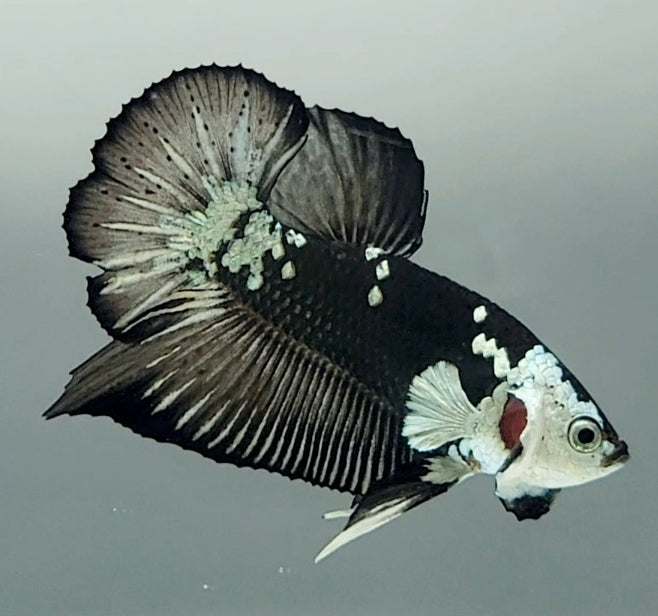 Black Mamba Betta Fish Male  BM-1593