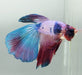 Galaxy Koi Halfmoon Betta Fish  HM-1599