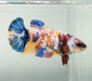 Galaxy Koi Female Betta Fish GK-1568