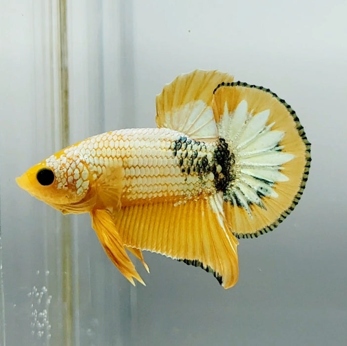 Yellow Fancy Male Betta Fish YF-1370