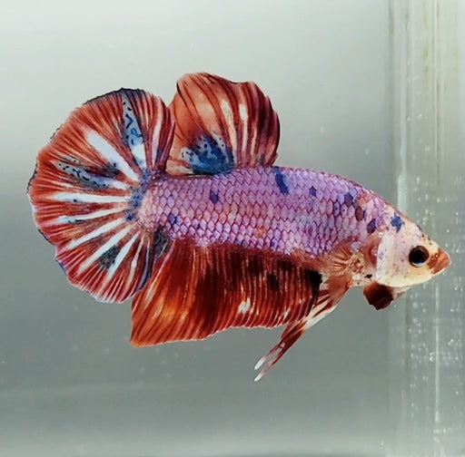 Giant Galaxy Koi Betta Fish Male GB-1541