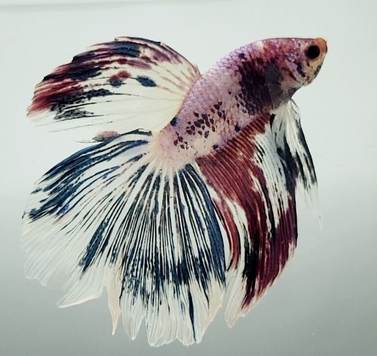 Galaxy Koi Halfmoon Betta Fish HM-1604