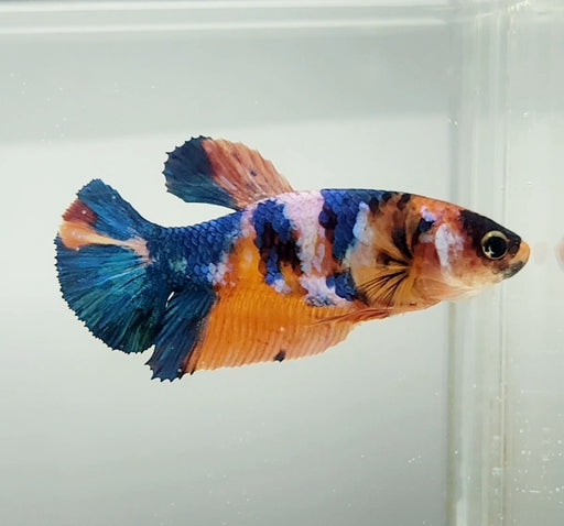 Galaxy Koi Female Betta Fish GK-1412