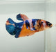 Galaxy Koi Female Betta Fish GK-1412