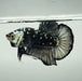 Black Mamba Betta Fish Male  BM-1507