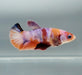 Galaxy Koi Betta Fish Female GK-1499