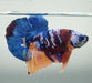 Galaxy Koi Male Betta Fish GK-1579