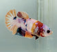 Galaxy Koi Betta Fish Female GK-1524