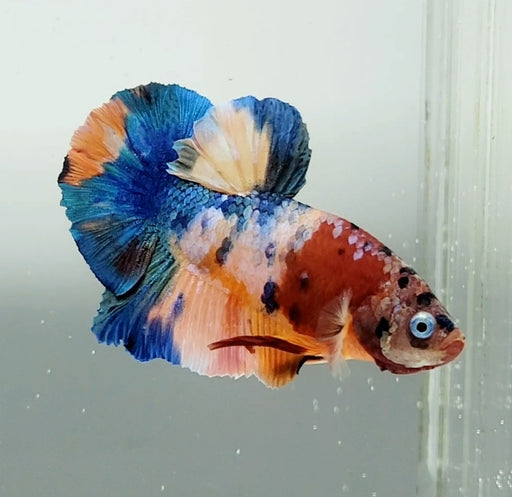 Galaxy Koi Betta Fish Male GK-1487
