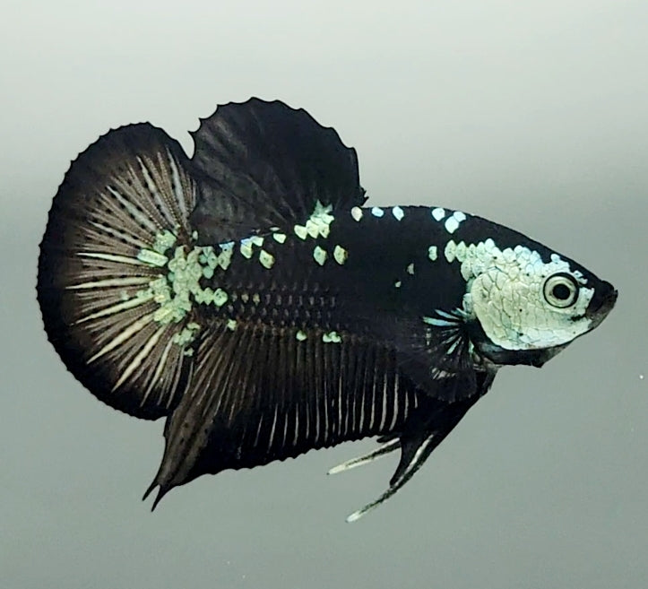 Black Mamba Betta Fish Male  BM-1595