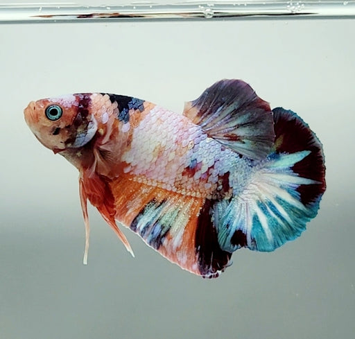Galaxy Koi Betta Fish Male  GK-1520