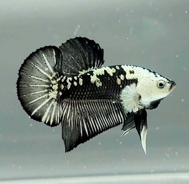 Black Mamba Betta Fish Male  BM-1505