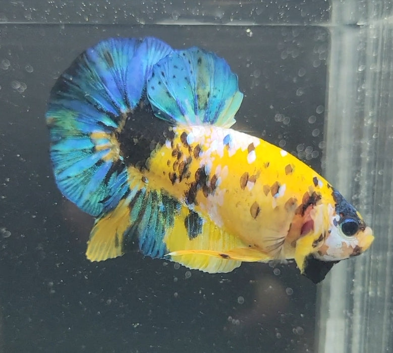 Galaxy Koi Betta Fish Male GK-1625