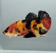 Galaxy Koi Female Betta Fish GK-1437