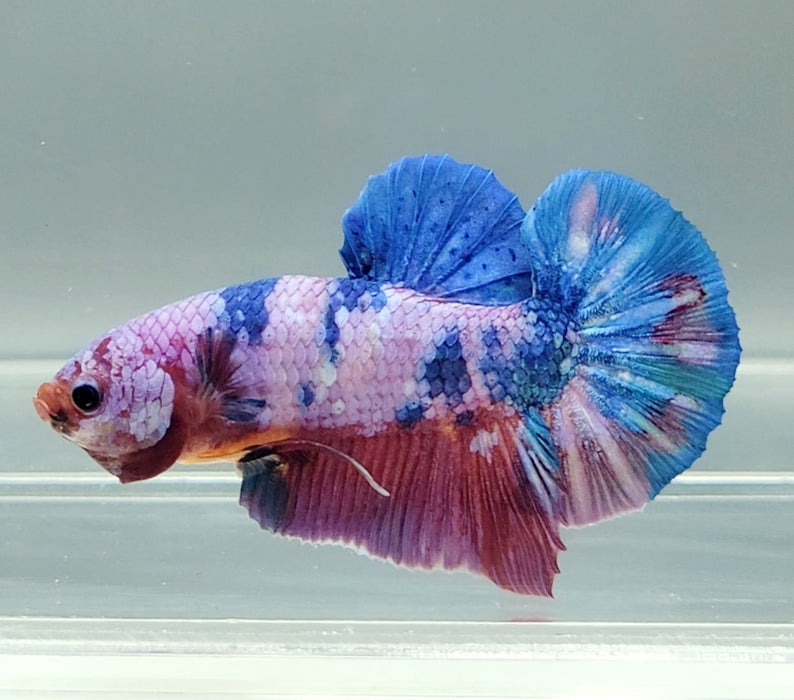 Galaxy Koi Male Betta Fish GK-1564