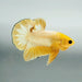 Yellow Fancy Male Betta Fish YF-1362