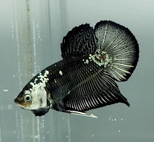 Black Mamba Betta Fish Male  BM-1511