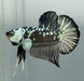 Black Mamba Betta Fish Male  BM-1592