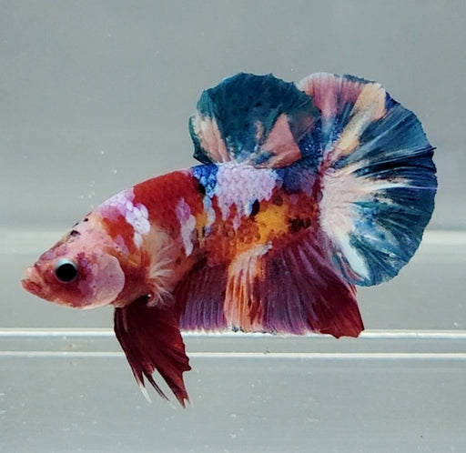 Galaxy Koi Betta Fish Male  GK-1523