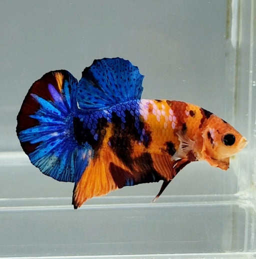 Galaxy Koi Female Betta Fish GK-1447