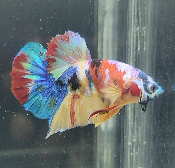 Galaxy Koi Betta Fish Male GK-1632