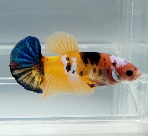 Galaxy Koi Betta Fish Female GK-1500