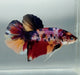 Giant Galaxy Koi Betta Fish Male GB-1552