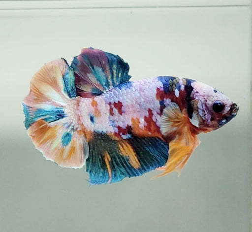 Galaxy Koi Betta Fish Male  GK-1513