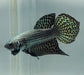 Copper Alien Betta Fish CA-1560