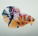 Galaxy Koi Betta Fish Male GK-1526