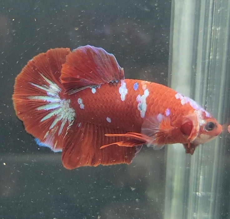 Red Galaxy Koi Betta Fish Male RG-1620