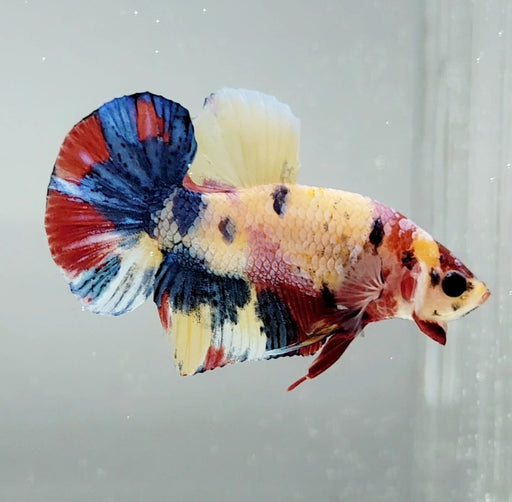 Galaxy Koi Male Betta Fish GK-1304