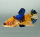 Galaxy Koi Female Betta Fish GK-1431