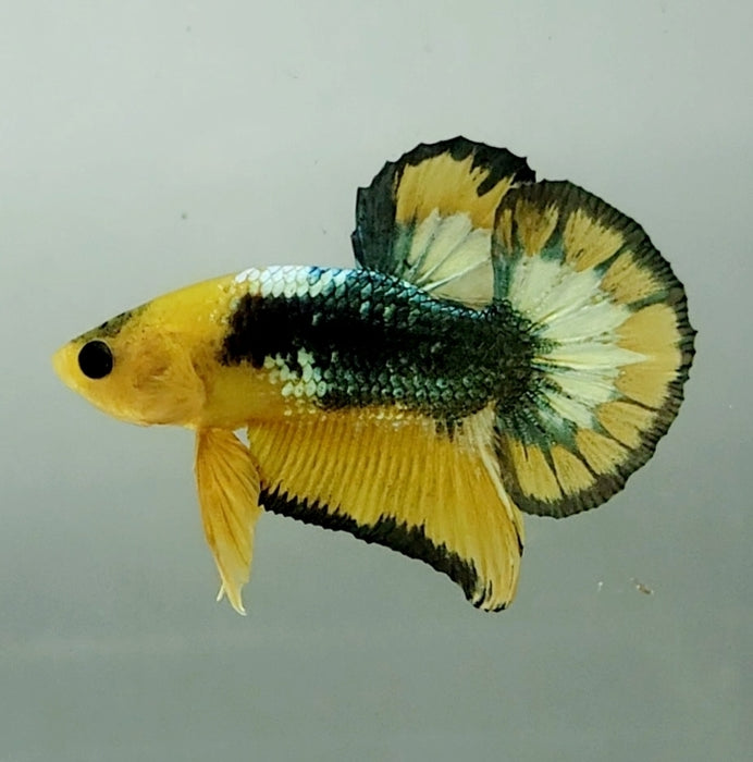 Yellow Fancy Male Betta Fish YF-1339