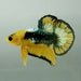 Yellow Fancy Male Betta Fish YF-1339