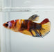 Galaxy Koi Female Betta Fish GK-1380