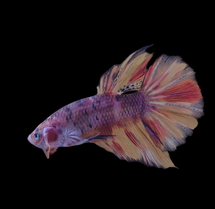 Giant Galaxy Koi Betta Fish Male GK-1750