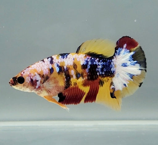 Galaxy Koi Female Betta Fish GK-1566