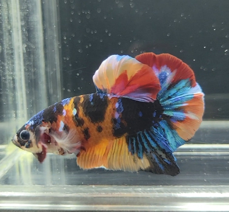 Galaxy Koi Betta Fish Male GK-1621