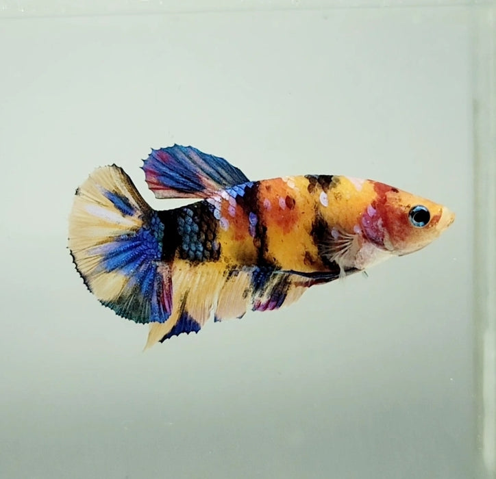 Galaxy Koi Female Betta Fish GK-1350