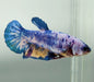 Galaxy Koi Female Betta Fish GK-1607