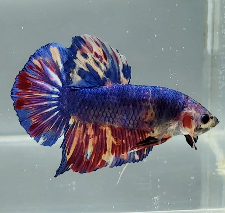 Giant Galaxy Koi Betta Fish Male GB-1539