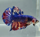 Giant Galaxy Koi Betta Fish Male GB-1539