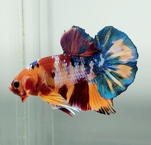 Galaxy Koi Betta Fish Male GK-1493