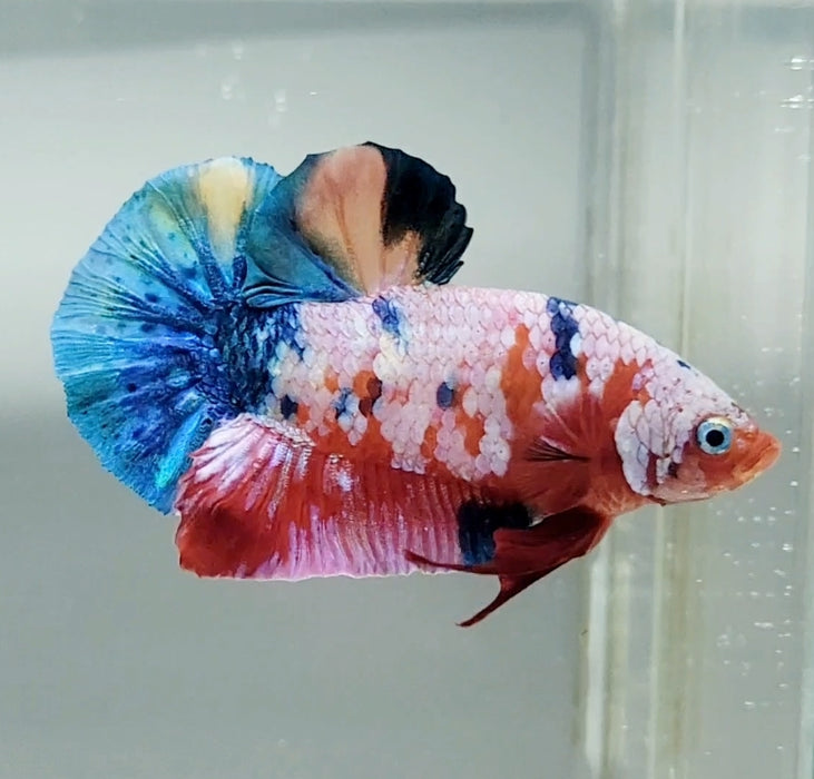 Galaxy Koi Female Betta Fish GK-1438