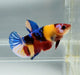 Galaxy Koi Female Betta Fish GK-1382