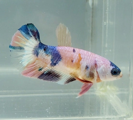 Galaxy Koi Betta Fish Female GK-1533