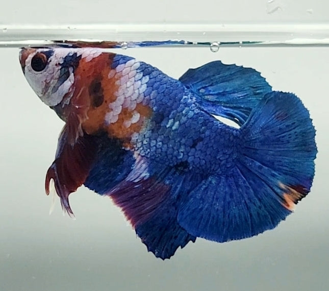 Galaxy Koi Male Betta Fish GK-1572