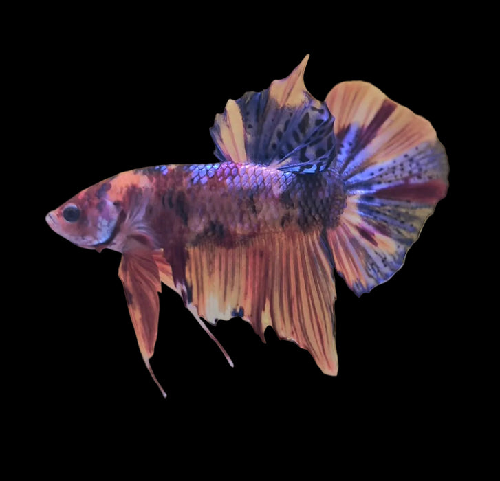 Giant Galaxy Koi Betta Fish Male GK-1745