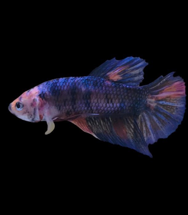 Giant Galaxy Koi Betta Fish Male GK-1757